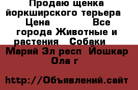 Продаю щенка йоркширского терьера  › Цена ­ 20 000 - Все города Животные и растения » Собаки   . Марий Эл респ.,Йошкар-Ола г.